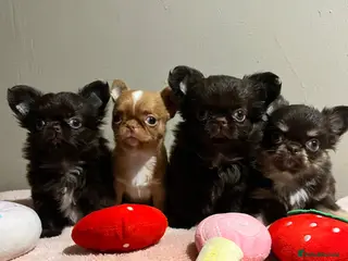 Chihuahua dogs Xx Quality Thai/Russian chihuahuas Xx - Advert 2