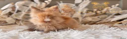 Lionhead rabbits for sale: Beautiful Fully Vaccinated Lionheads! - Advert 16