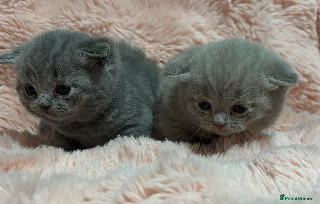 British Shorthair cats for sale: Beautiful British short hair kittens  - Advert 29
