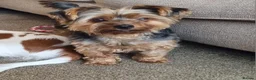 Yorkshire Terrier dogs for sale: Yorkshire Terrier looking for a new home. - Advert 3