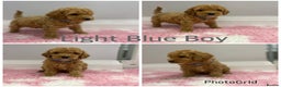 Labradoodle dogs for sale: Multi- Generation Toy/Mini parti Labradoodles   - Advert 11