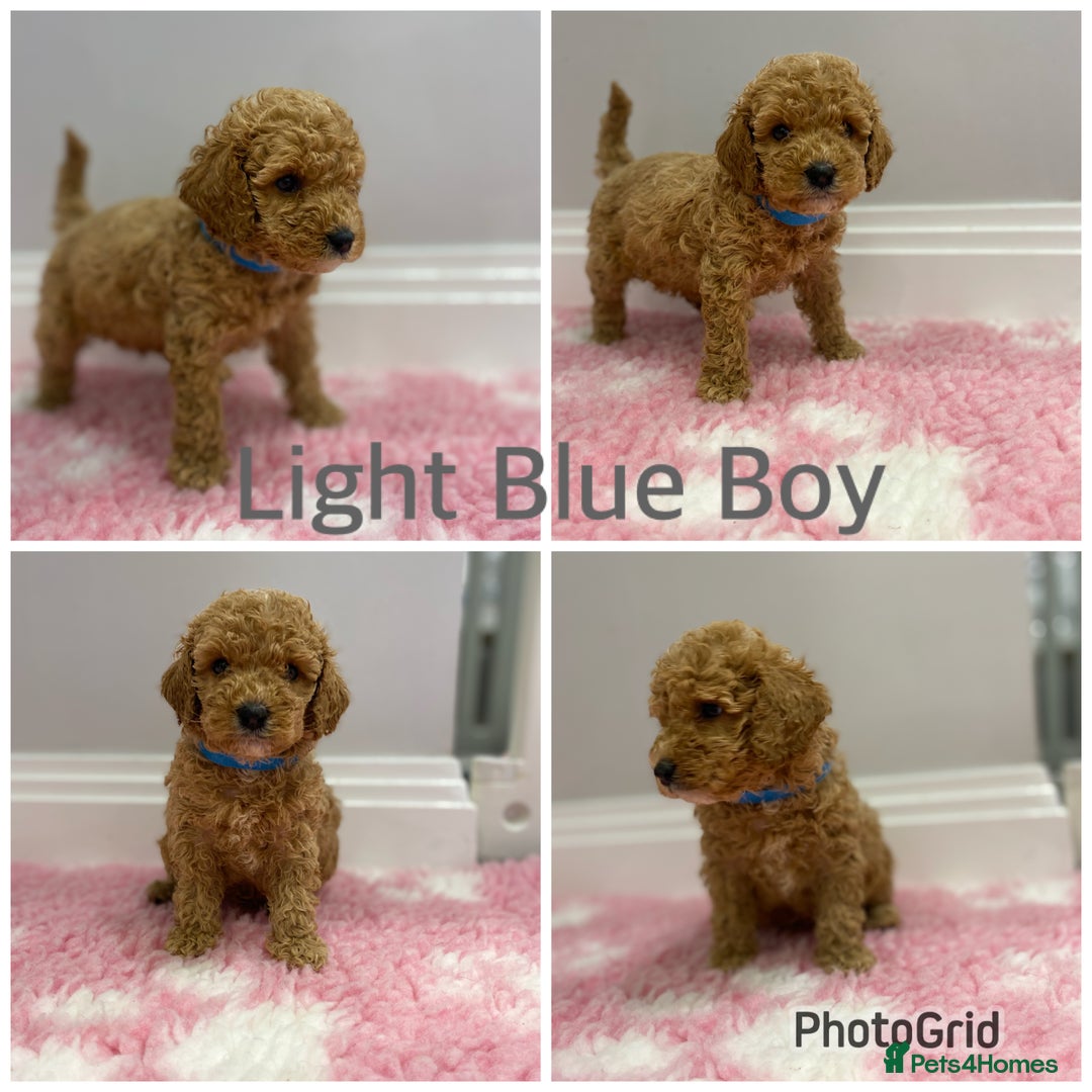 Labradoodle dogs for sale: Multi- Generation Toy/Mini parti Labradoodles   - Advert 11