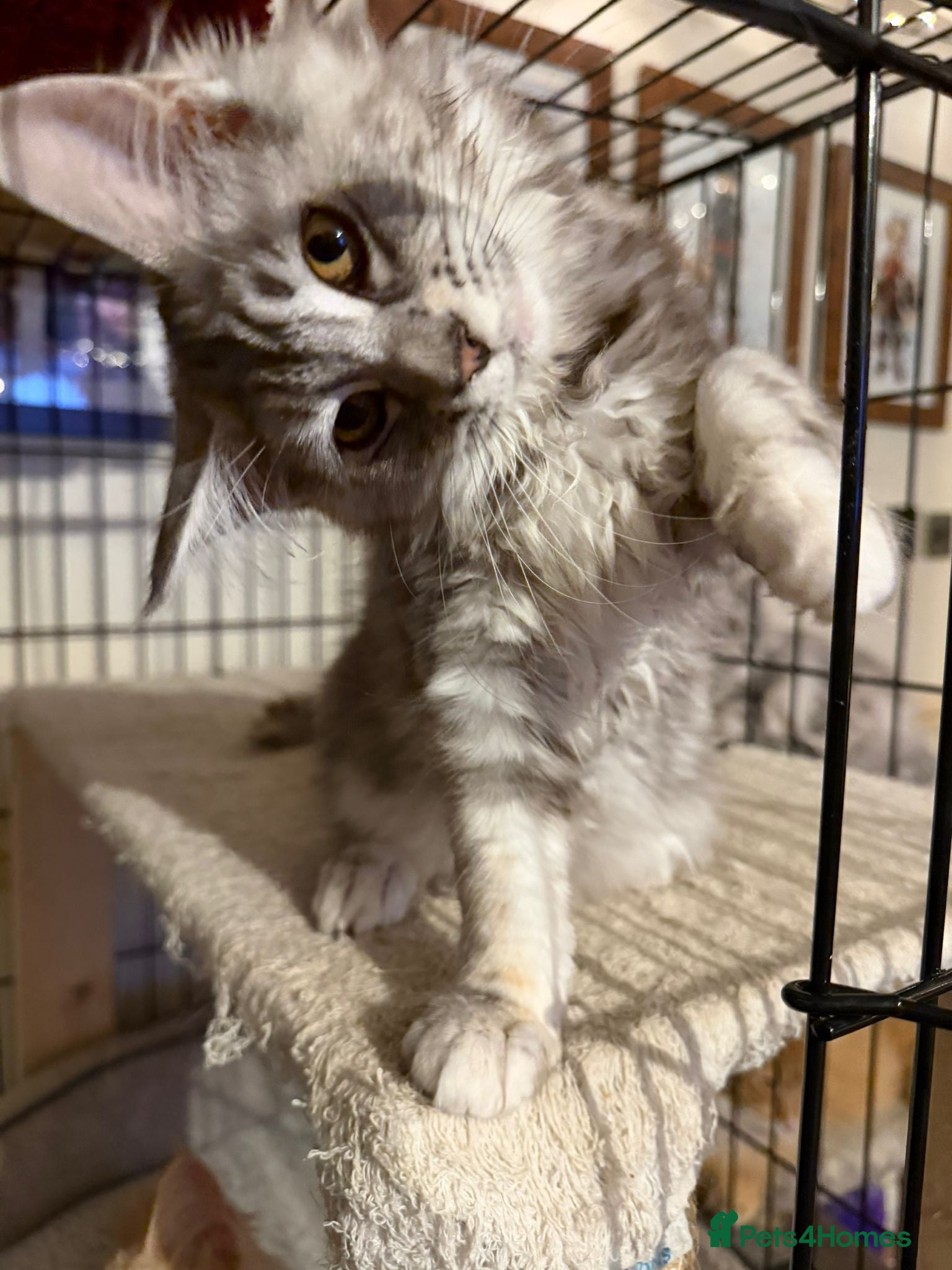Maine Coon cats 1 Mainecoon kitten for sale - Tabby - Advert 2