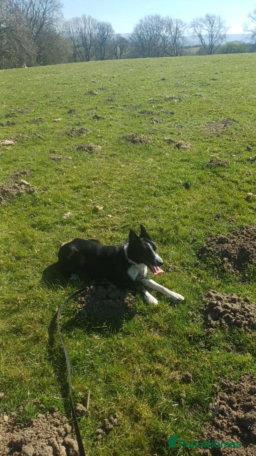 Mixed Breed dogs Border collie cross pups - Advert 4