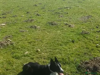 Mixed Breed dogs Border collie cross pups - Advert 3