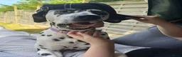 Dalmatian dogs for sale:  Harley, the enchanting half-Aussie is due soon. in Stafford - Advert 21