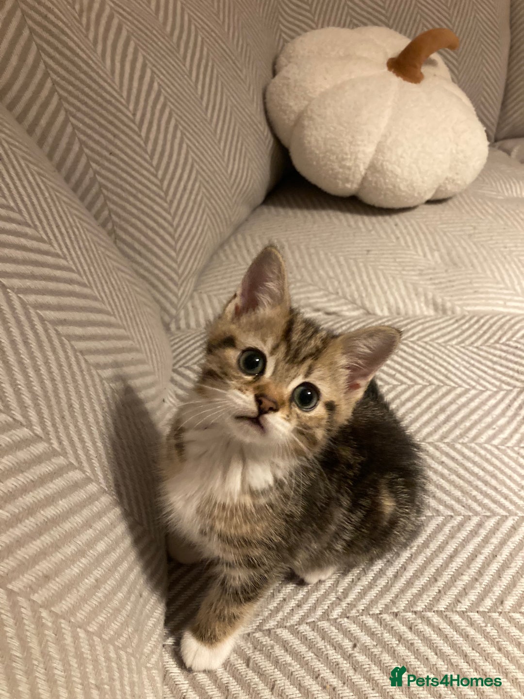 British Shorthair cats for sale: 2 beautiful fluffy kittens - Advert 6