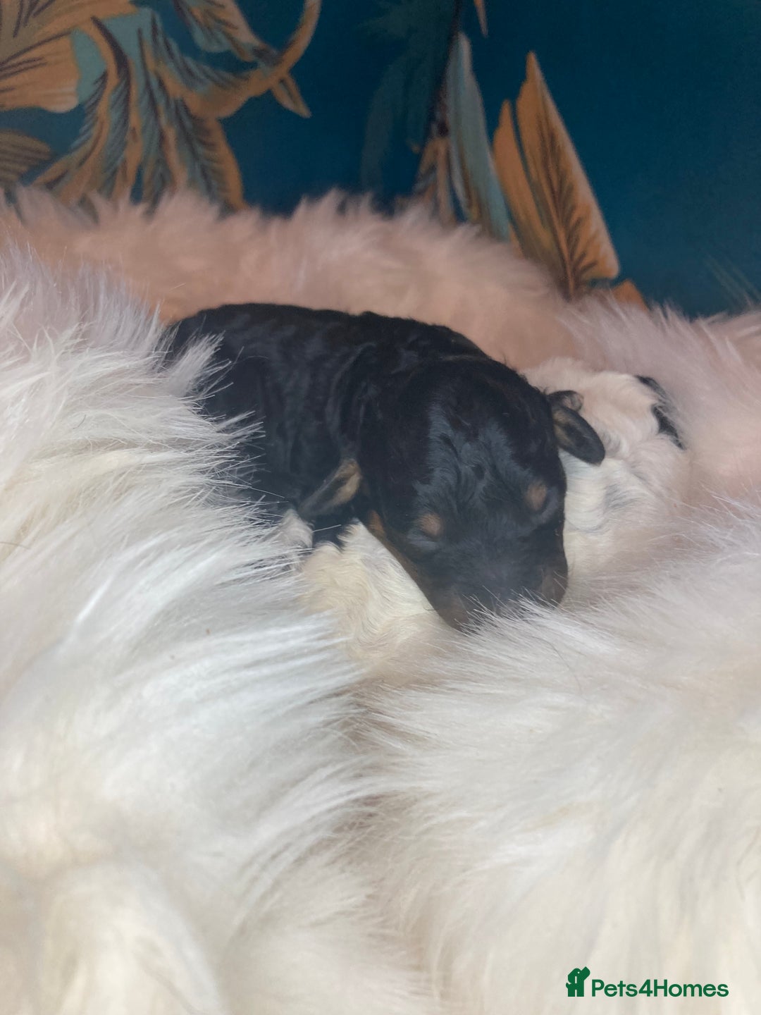 Cavapoo dogs for sale: Toy cavapoo WAITING LIST - Advert 24