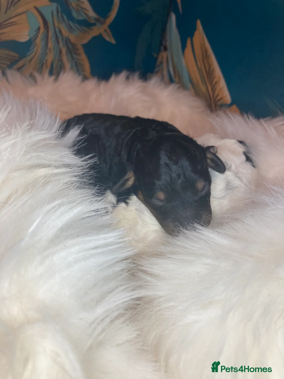 Cavapoo dogs for sale: Toy cavapoo WAITING LIST - Advert 25