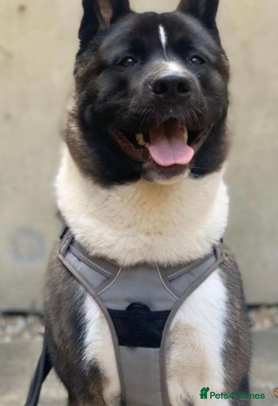 Akita dogs for sale: 2 Akita puppies 1 female 1 male  - Image 4