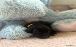 Cockerdor dogs for sale: 🐶Cockerdor Puppies 🐶 - Image 10
