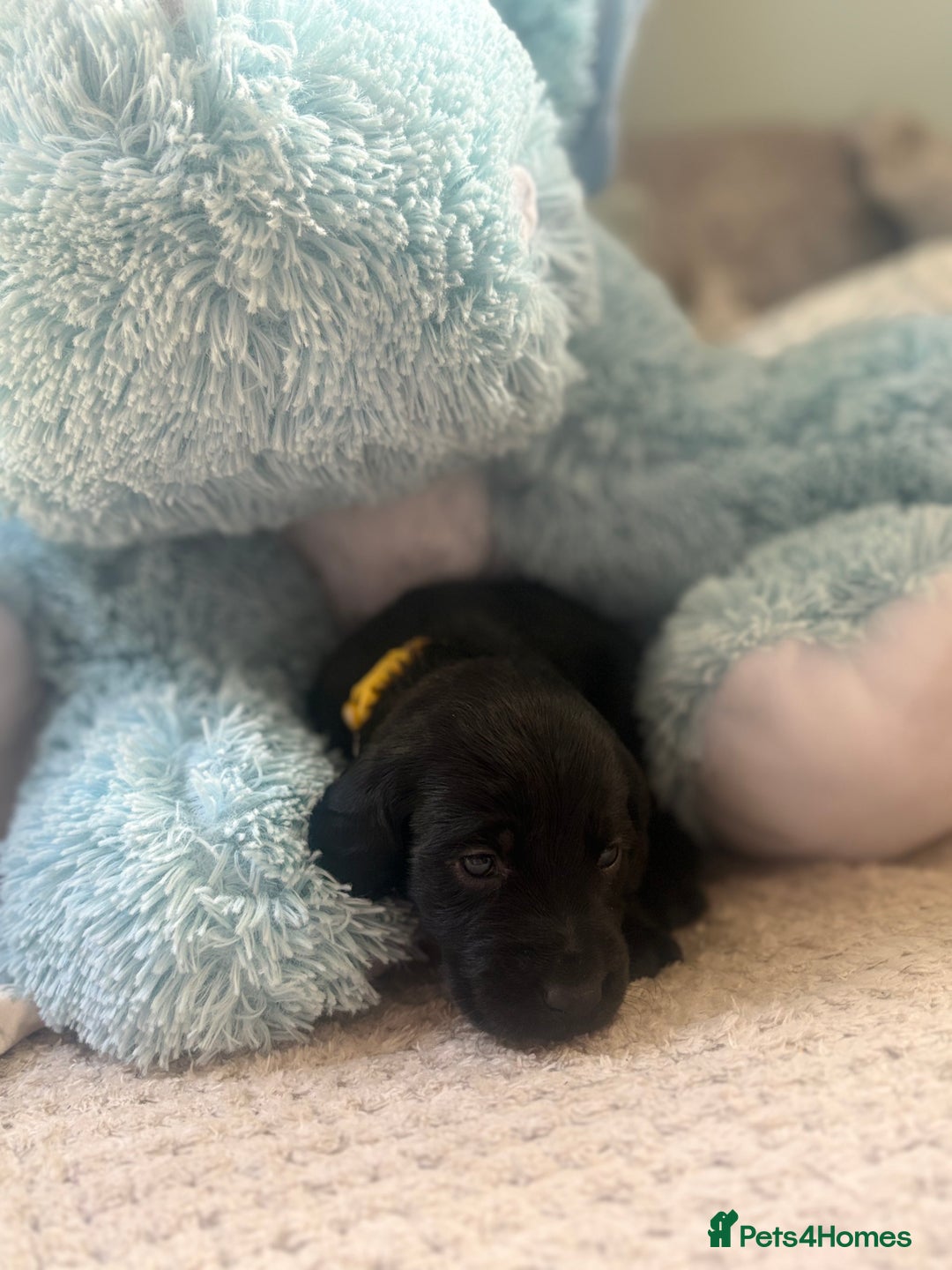 Cockerdor dogs for sale: 🐶Cockerdor Puppies 🐶 - Image 10