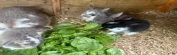 Mixed Breed rabbits for sale: gorgeous baby bunnies  - Advert 3