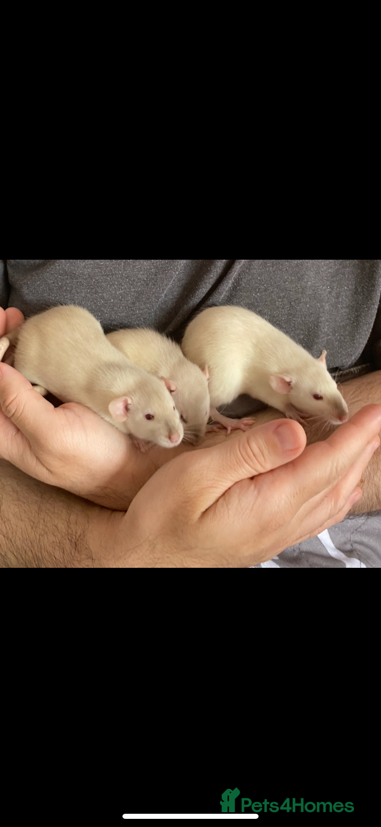 Rat rodents Super tame Dumbo Siamese Rats Looking For ❤️ Homes - Advert 2