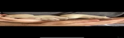 Rat rodents for sale: Adorable Dumbo Baby Rats, Looking For Loving Homes - Advert 6