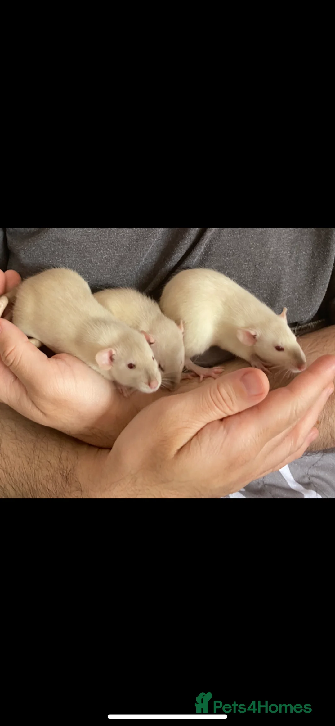 Rat rodents for sale: Super tame Dumbo Siamese Rats Looking For ❤️ Homes - Advert 2