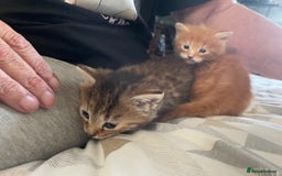 Mixed Breed cats for sale:  Fluffy Ginger Boy & Fluffy Tabby Girl Kitten - Image 14
