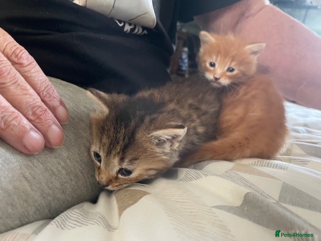 Mixed Breed cats for sale:  Fluffy Ginger Boy & Fluffy Tabby Girl Kitten - Image 14