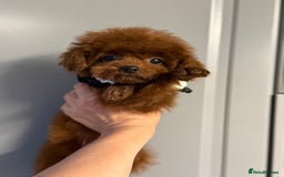 Toy Poodle dogs for sale: Asian teddy face toy poodles boys - Image 11