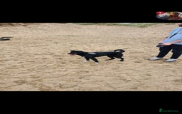 Welsh Collie dogs for sale: Pippa (Female welsh collie) - Image 4