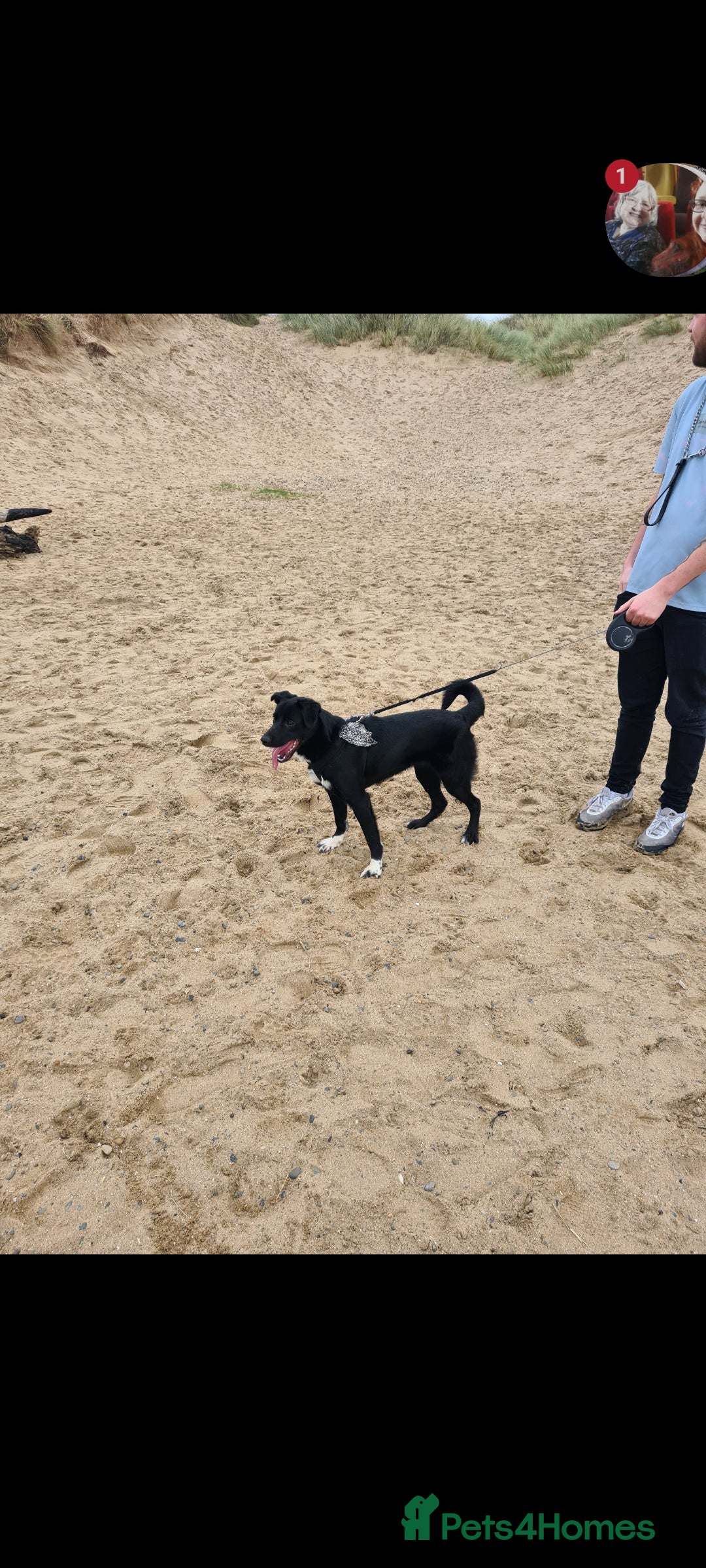 Welsh Collie dogs for sale: Pippa (Female welsh collie) - Image 4