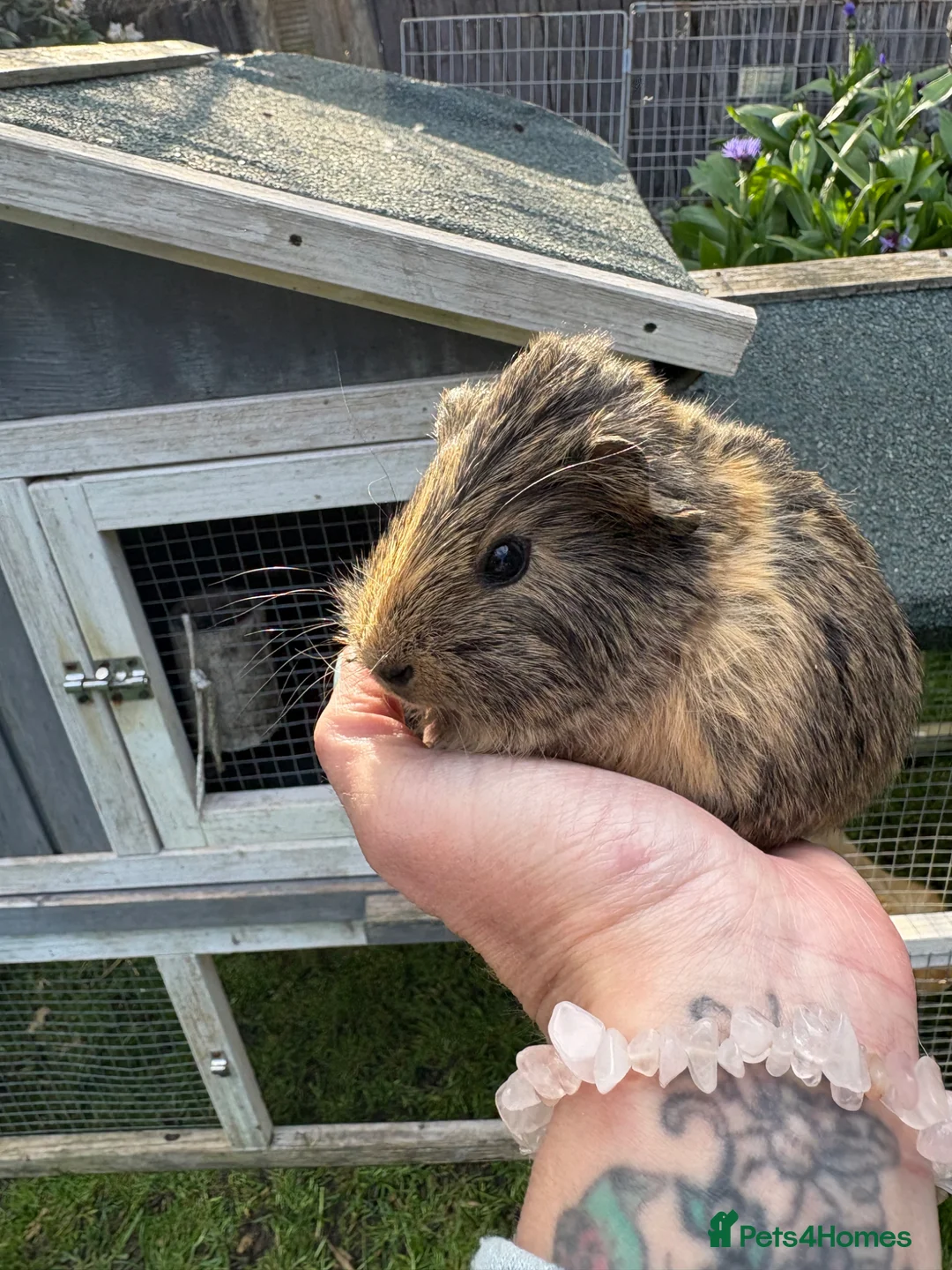Guinea Pig rodents for sale: 3 brothers  - Advert 1