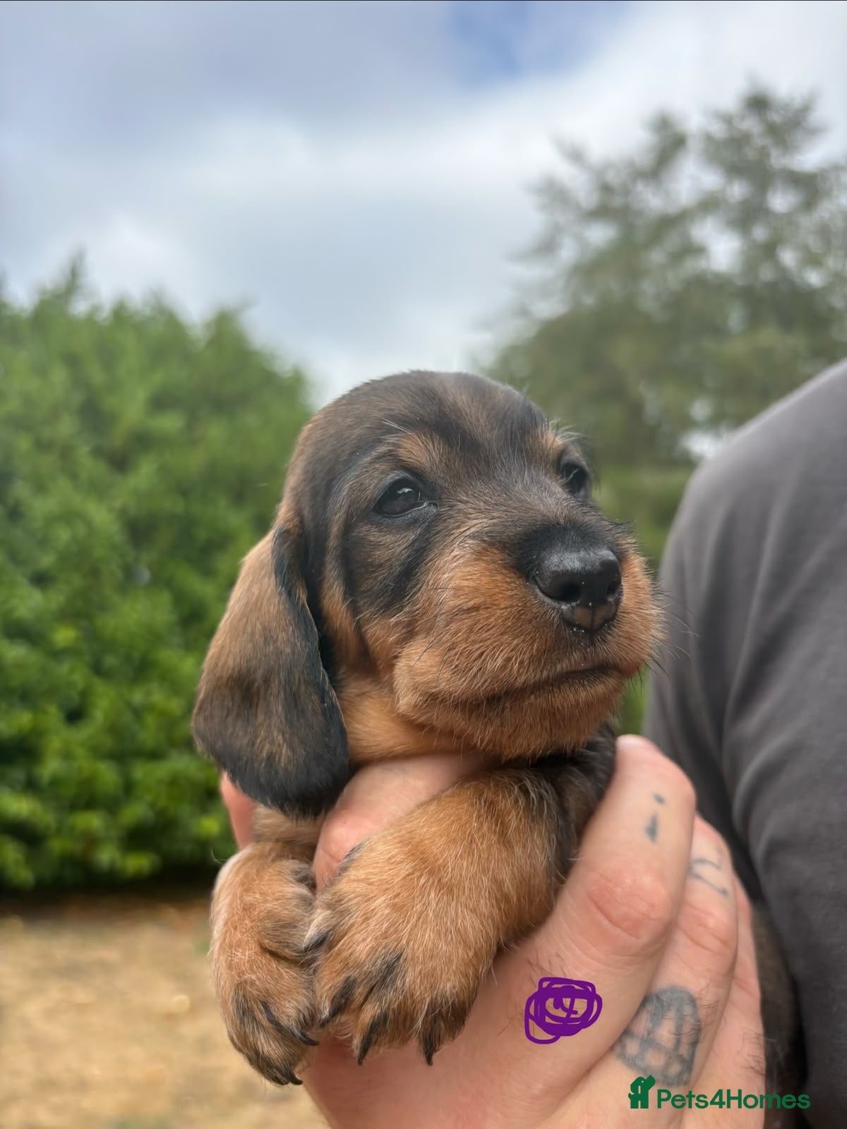 Dachshund dogs Standard Wirehaired Dachshund Puppies For Sale - Advert 2