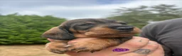 Dachshund dogs for sale: Standard Wirehaired Dachshund Puppies For Sale - Advert 2