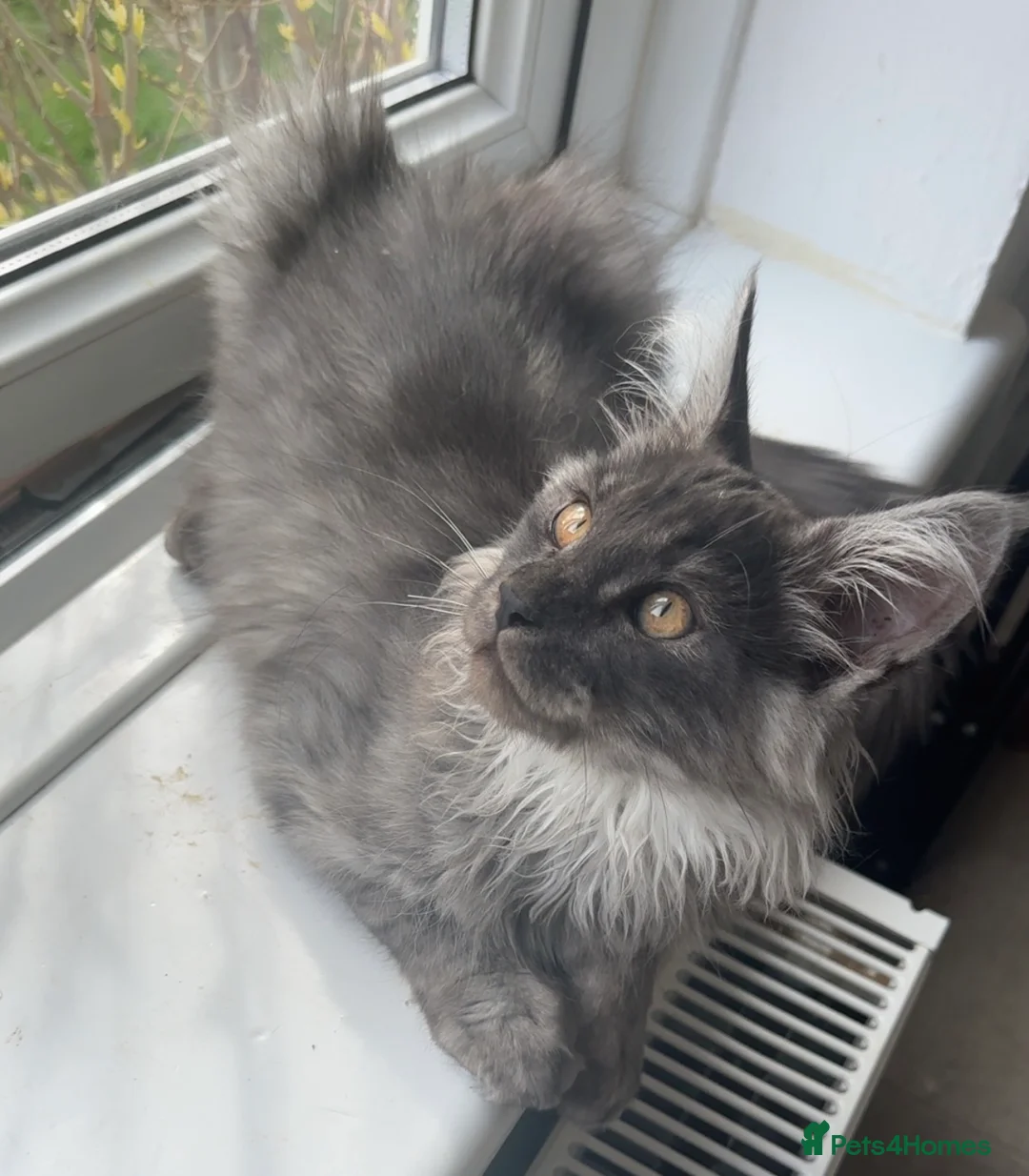 Maine Coon cats for sale: ✨Gorgeous Pedigree Maine Coon kittens for sale!✨ in London - Advert 2