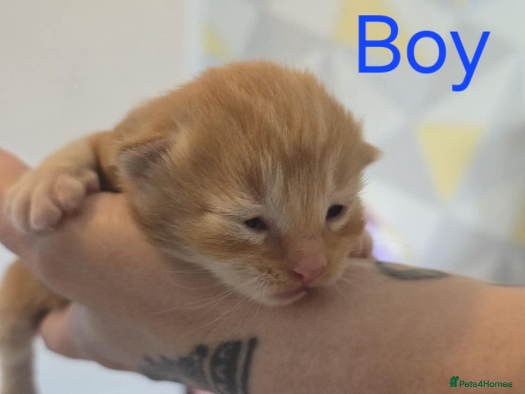 Mixed Breed cats for sale: Adorable Kittens Looking for Their Forever Homes - Image 3