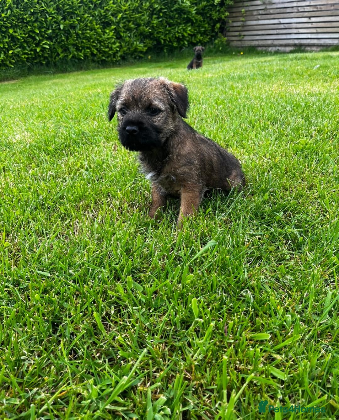 Border Terrier dogs PEDIGREE BORDER TERRIER PUPPIES  - Advert 2