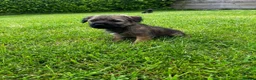 Border Terrier dogs for sale: PEDIGREE BORDER TERRIER PUPPIES  - Advert 3