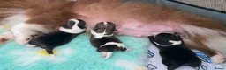 Pomchi dogs for sale: Female Pomchi for sale 🩷 - Advert 10
