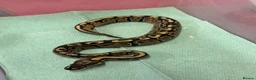 Python Snake reptiles for sale: Ball pythons  in Tredegar - Advert 6