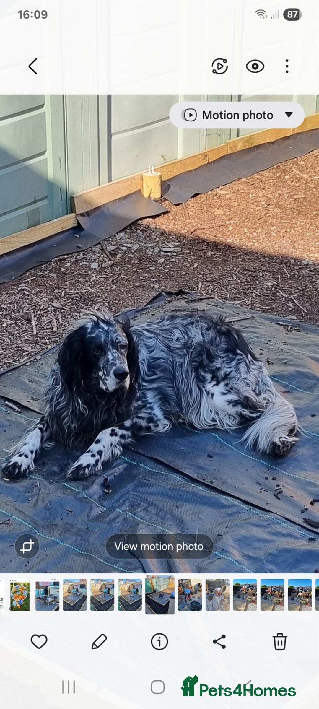 English Setter dogs for adoption: Evo and Rock - Image 2