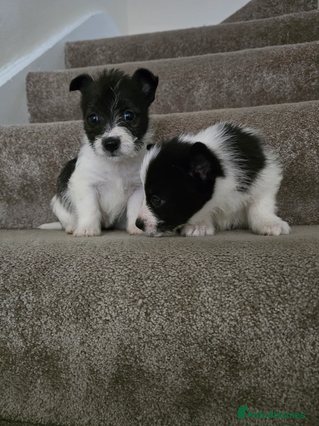 Mixed Breed dogs for sale: Malchi puppies for sale  - Advert 11