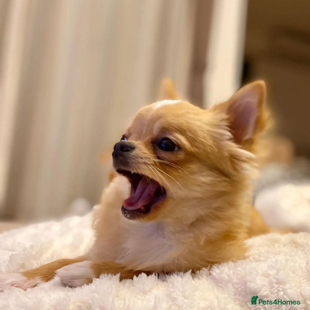 Chihuahua dogs for sale: Beautiful Puppy Bella Looking for a Loving Home - Image 6
