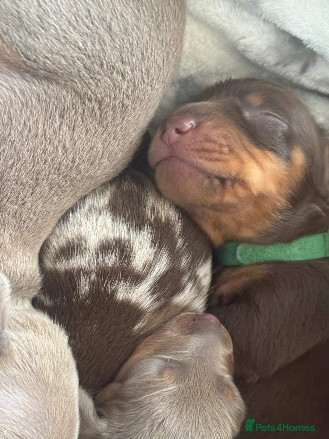Miniature Dachshund dogs for sale: Miniature Dachshunds for sale  in Hessle - Advert 2