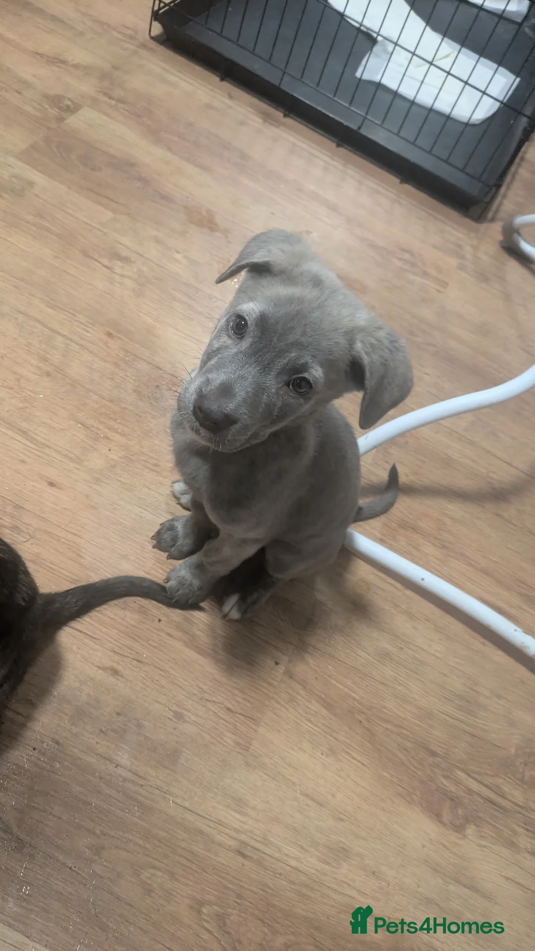 Mixed Breed dogs for sale: Cane corso X Alaskan malamute puppies - Advert 3