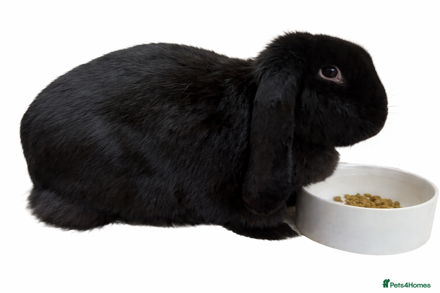 French Lop rabbits 10 month old French lop doe  - Advert 11