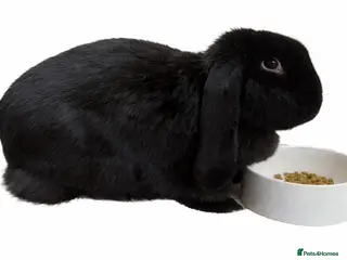 French Lop rabbits 10 month old French lop doe - Advert 11