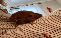 Labradoodle dogs for sale: Price reduced ready now Toy mini labradoodle f2bb  - Image 9