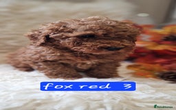 Cockapoo dogs for sale: Gorgeous foxred cockapoo puppies  - Image 1