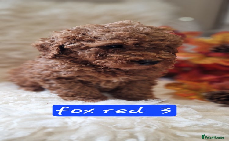 Cockapoo dogs - Advert 1