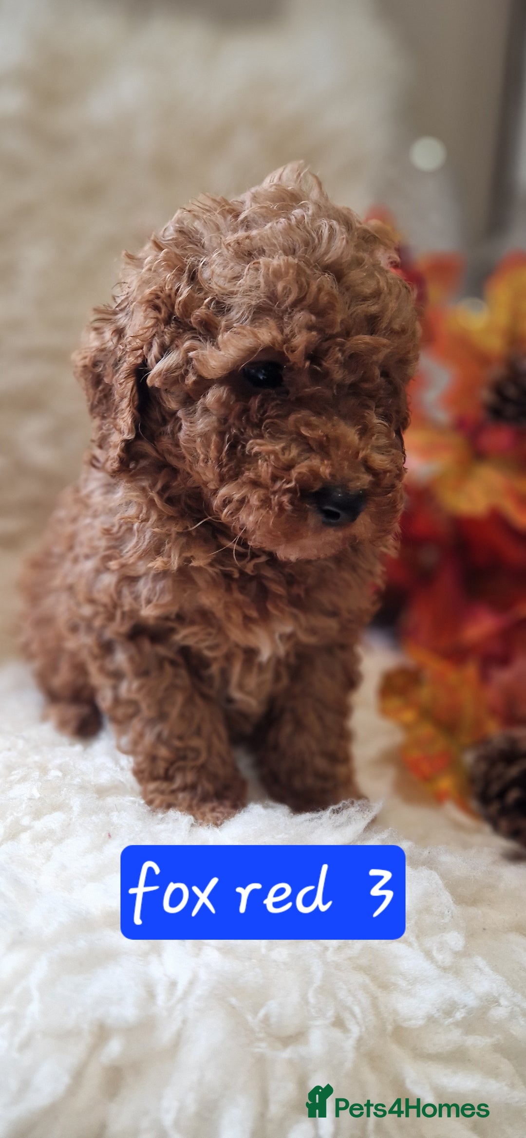Cockapoo dogs for sale: Gorgeous foxred cockapoo puppies  - Image 1