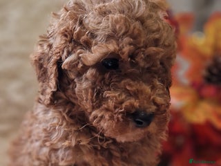 Cockapoo dogs - Advert 5