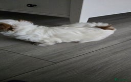 Shih Tzu dogs for sale: Last two puppies from liter 🐶🐶 - Image 22