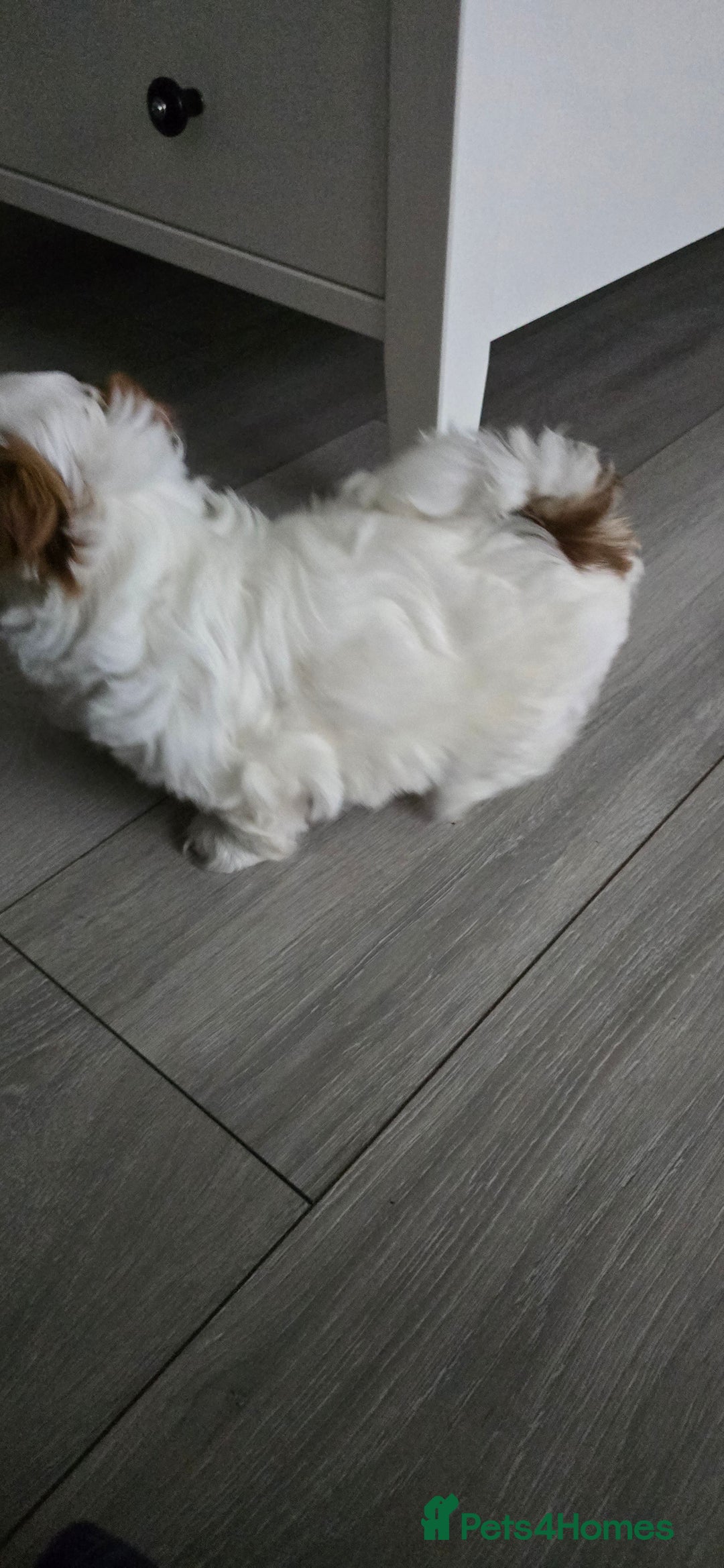 Shih Tzu dogs for sale: Last two puppies from liter 🐶🐶 - Image 22