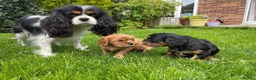 Cavalier King Charles Spaniel dogs for sale: STUNNING CAVALLIER KING CHARLES  in Bolton - Advert 3