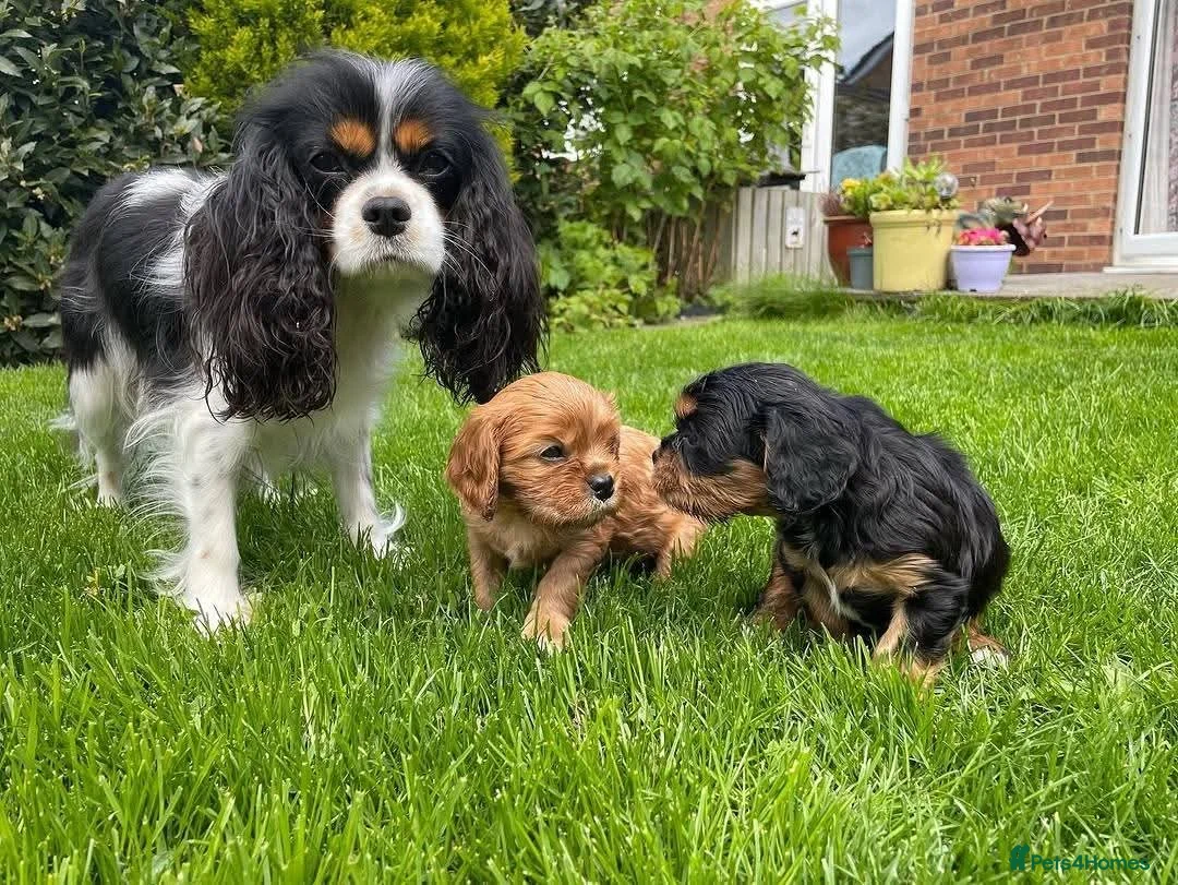 Cavalier King Charles Spaniel dogs for sale: STUNNING CAVALLIER KING CHARLES  in Bolton - Advert 3